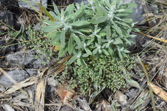 Euphorbia villifera