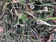 Myosotis discolor