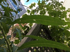 Salix exigua hindsiana