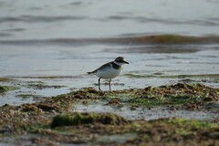 Charadrius hiaticula