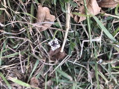 Myosotis discolor