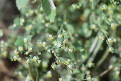 Euphorbia villifera