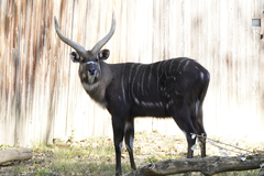 Tragelaphus spekii