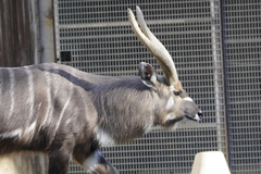Tragelaphus spekii