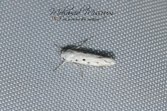 Myelois circumvoluta