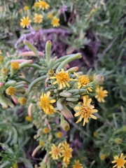 Limbarda crithmoides