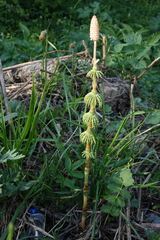 Equisetum sylvaticum