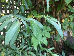 Salix exigua hindsiana