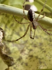 Pityohyphantes
