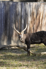Tragelaphus spekii