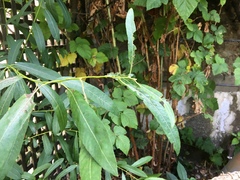 Salix exigua hindsiana