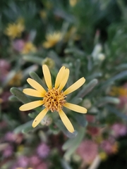 Limbarda crithmoides