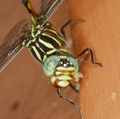 Aphylla protracta