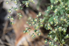 Euphorbia villifera