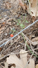 Acleisanthes longiflora