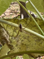Pityohyphantes