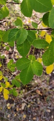 Fraxinus albicans