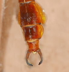 Aphylla protracta