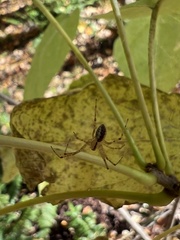 Pityohyphantes