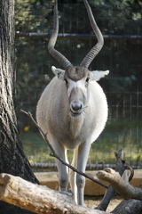 Addax nasomaculatus