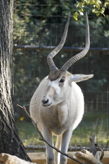 Addax nasomaculatus
