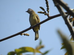 Pycnonotus flavescens