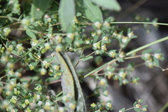 Euphorbia villifera