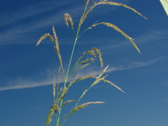 Zizaniopsis miliacea