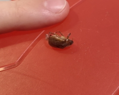 Amphimallon solstitiale