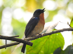 Pycnonotus flavescens