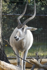 Addax nasomaculatus