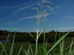 Zizaniopsis miliacea