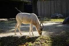 Addax nasomaculatus