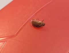 Amphimallon solstitiale