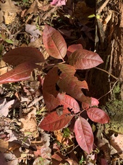 Oxydendrum