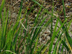 Zizaniopsis miliacea