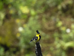 Pycnonotus flavescens