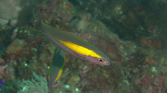 Pterocaesio randalli