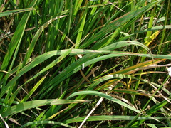 Zizaniopsis miliacea