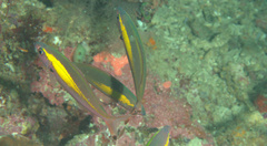 Pterocaesio randalli