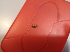 Amphimallon solstitiale