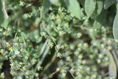 Euphorbia villifera