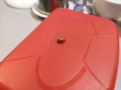 Amphimallon solstitiale