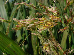 Zizaniopsis miliacea