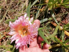 Carpobrotus
