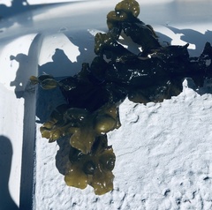 Fucus vesiculosus