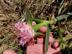 Carpobrotus