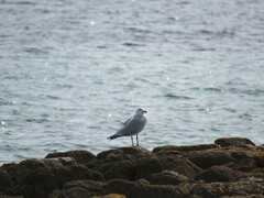 Ichthyaetus audouinii