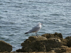 Ichthyaetus audouinii