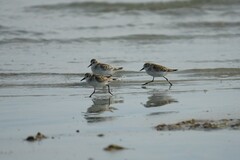 Calidris minuta